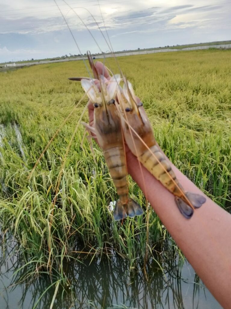 រូបភាព 1 · រាជធានីភ្នំពេញ