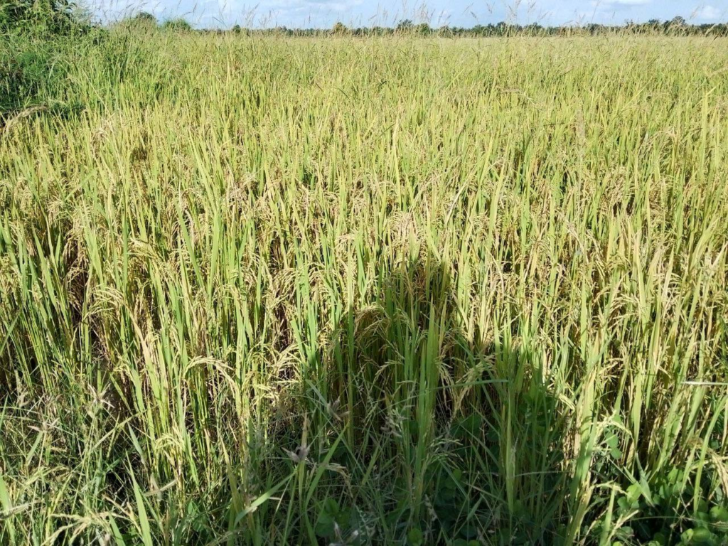រូបភាព 1 · រាជធានីភ្នំពេញ